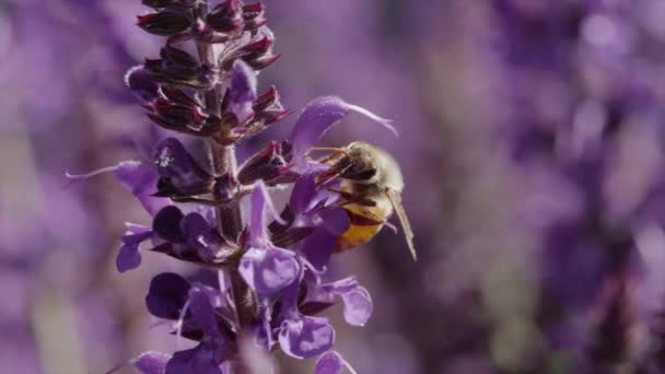 Mel abelha polinizando flores roxas — Vídeo de Stock