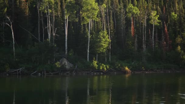 Bosque tranquilo a orillas del lago — Vídeo de stock