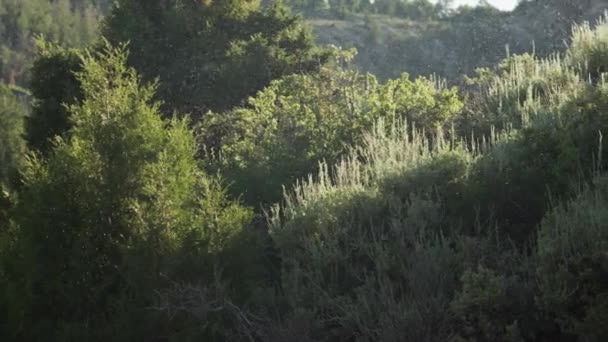 Baumwipfel im Sonnenlicht zur Sommerzeit — Stockvideo