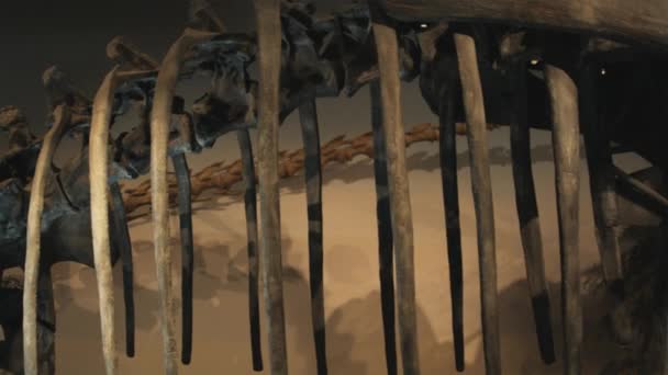 Скелет динозавра в музее естественной истории — стоковое видео