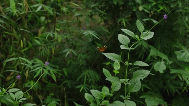 Mariposa aterrizaje en las plantas — Vídeo de stock