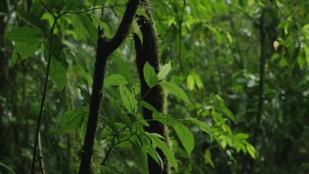 Ramos e folhas na densa floresta tropical — Vídeo de Stock