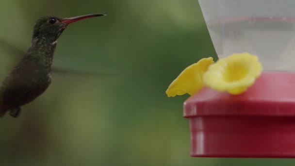 Pájaros tarareando en pajarera — Vídeos de Stock