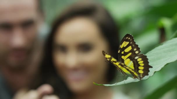 Paar betrachtet Schmetterling auf Blatt sitzend — Stockvideo