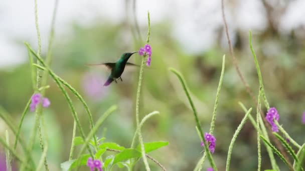 Hummingbird drinking from flowers — Stock Video