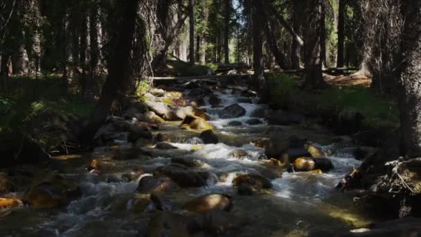 Vackert vattenfall i skogen — Stockvideo