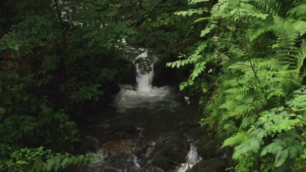 Arroyo forestal con cascada pequeña — Vídeos de Stock