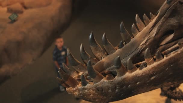 男孩看着恐龙的骨架 — 图库视频影像