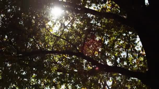 Sun shining through Center Park trees — Stock Video