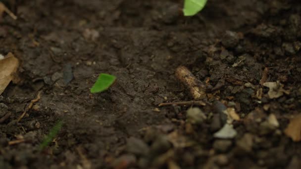 Fourmis portant des feuilles sur le sol — Video