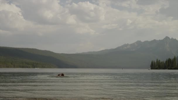 Pareja joven salpicando en el lago — Vídeos de Stock