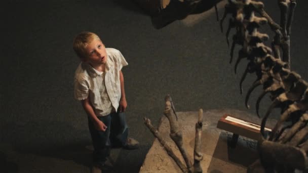Pojken tittar på dinosaurie skelett — Stockvideo