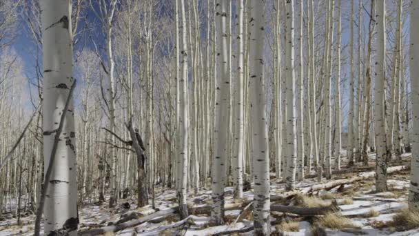 Arbres dans la forêt enneigée de Boulder Mountain — Video