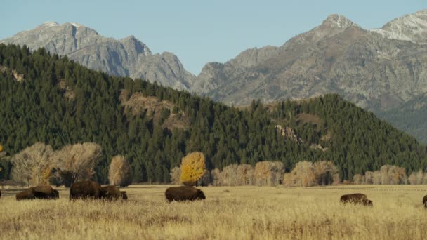 Bisons corriendo en el campo — Vídeos de Stock