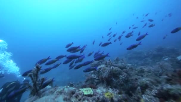 Υποβρύχια προβολή της θαλάσσιας ζωής — Αρχείο Βίντεο