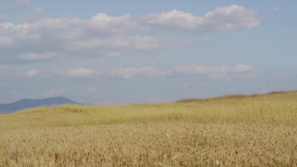 Wheat blowing in wind — Stock Video