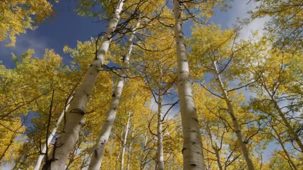 Autumn leaves on trees in woods — Stock Video