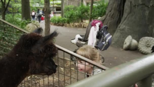 Chica alimentando llama en zoológico — Vídeos de Stock