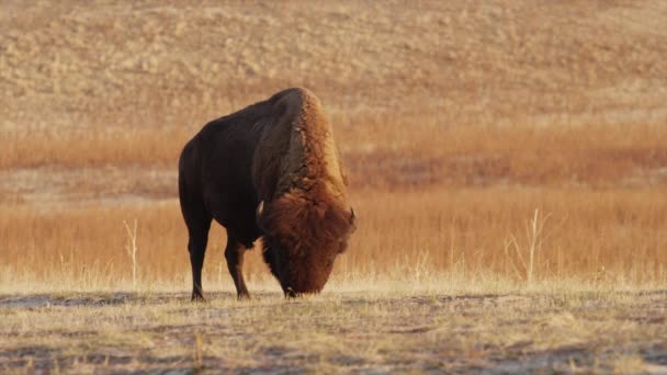 Buffalo Grazing no campo — Vídeo de Stock