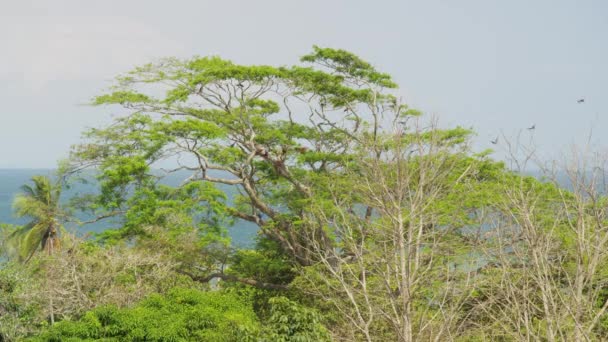 Guacamayos escarlata dejando árbol — Vídeo de stock