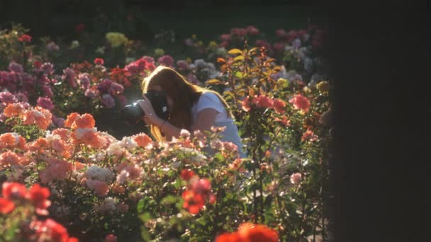 Mujer fotografiando flores en el jardín de verano — Vídeos de Stock