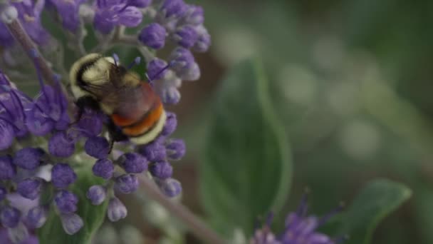 Biene bestäubt lila Blüten — Stockvideo