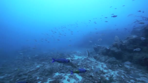 Onderwater kijk op het zeeleven — Stockvideo