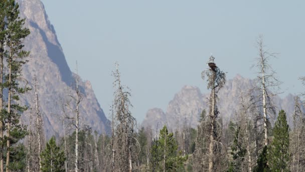 Aves voando de árvores perto de montanhas — Vídeo de Stock