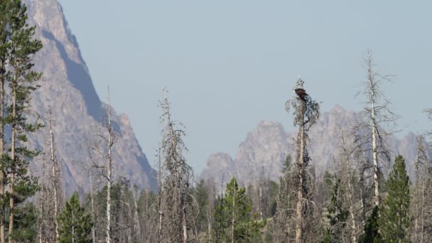 Oiseaux volant depuis des arbres près des montagnes — Video