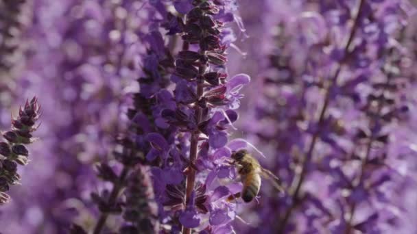 Abeja miel polinizando flores púrpuras — Vídeo de stock