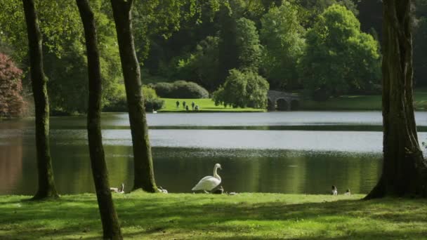 Anatra e cigni vicino al tranquillo lago — Video Stock