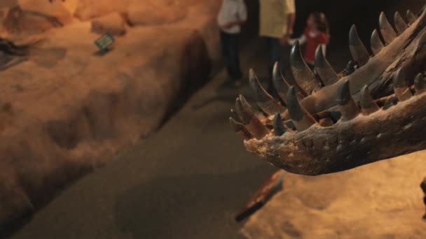 Rodina v natural history museum — Stock video