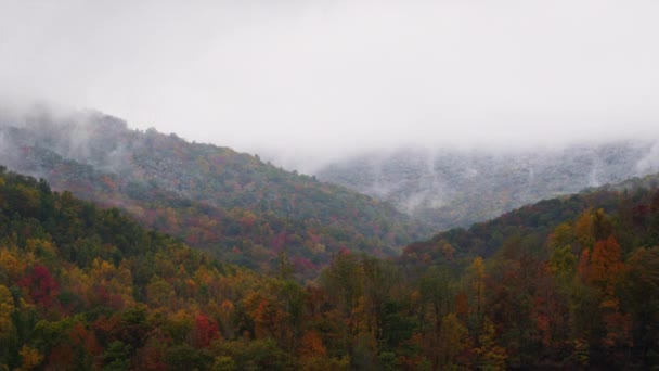 Pary wzrósł z lasu w kolory jesieni — Wideo stockowe