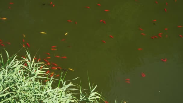 Кои-рыбы, плавающие в пруду — стоковое видео