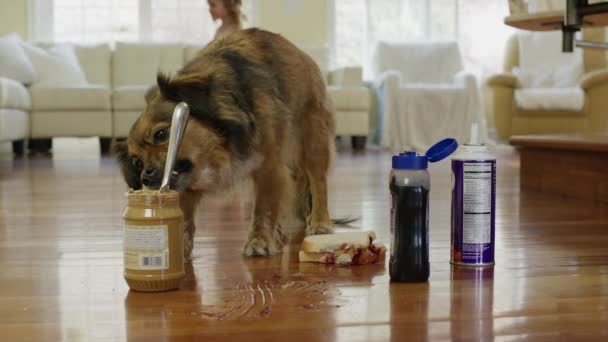 Perro comiendo mantequilla de maní en el suelo — Vídeo de stock