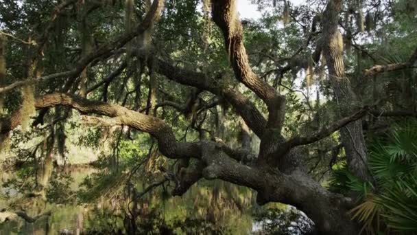 Árvores sobre lagoa — Vídeo de Stock