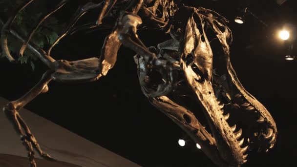 Scheletro di dinosauro nel museo di storia — Video Stock