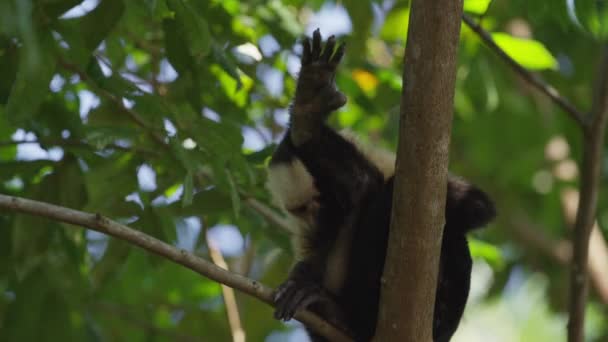 Mono aseo pierna en árbol — Vídeos de Stock