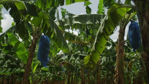 Bananenplantage in Castries — Stockvideo