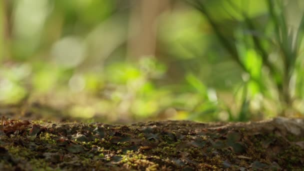 Hormiga arrastrándose en el suelo — Vídeos de Stock