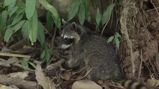 Racoon eating at park — Stock Video