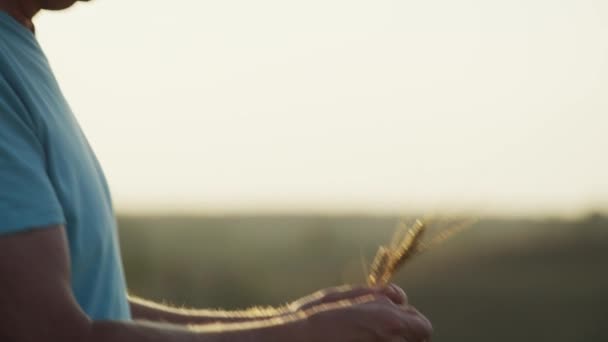 Farmer testing wheat in rural crop — Stock Video