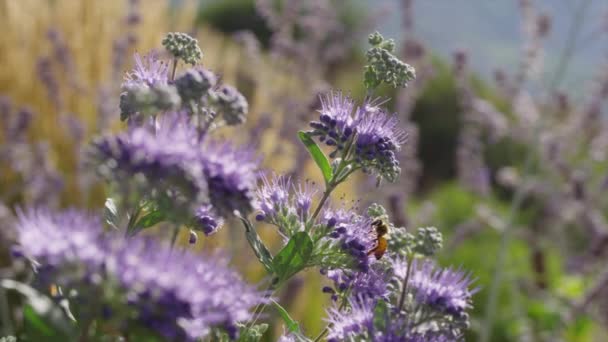 Biene bestäubt eine lila Blume — Stockvideo