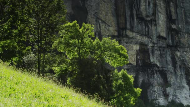 Falaise et arbres sur la colline — Video