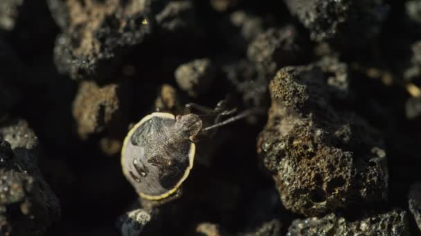 Kamouflerad beetle på vulkaniska bergarter — Stockvideo