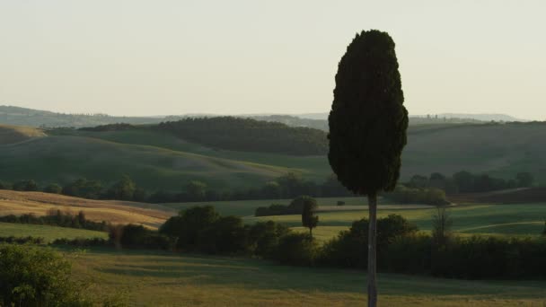 Baum mit ländlicher Landschaft — Stockvideo