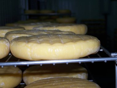 Azores, Portekiz 'de peynir üretimi