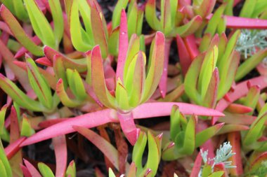 Hottentot-incir (Carpobrotus edulis), Akdeniz kıyısında sulu bir bitki.