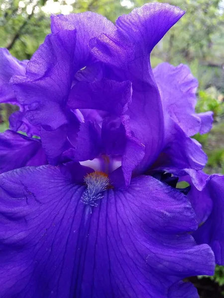 Flor Íris Azul Perto — Fotografia de Stock