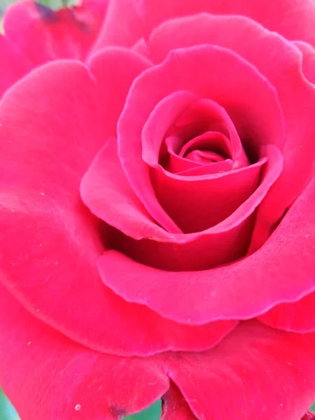 Petali Rosa Rosa Rosso Vicino — Foto Stock